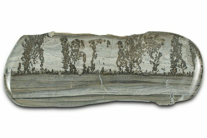 Triassic Aged Stromatolite Fossil - England #327010